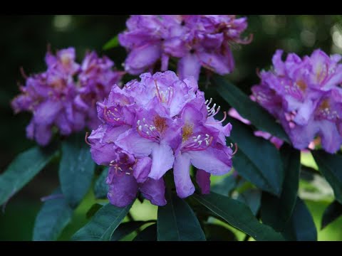 Rhododendron Ponticum (bosrhododendron)    | Rhododendronwal.nl