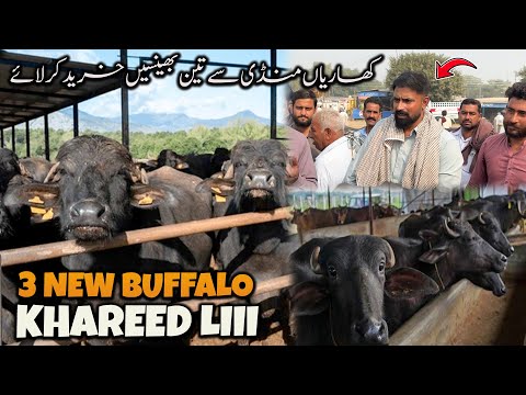 3 NEW BUFFALO KHAREED LII waqar bhinder ❤️❤️