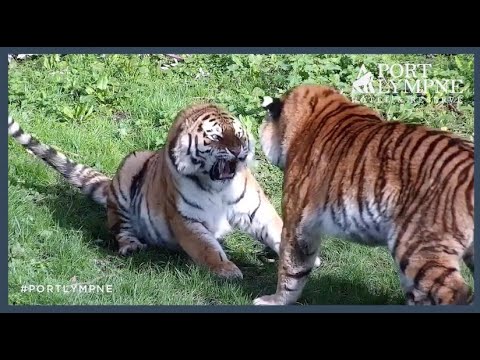 Tiger Cam Highlight | Two Tiger Sisters Get On Each Others Nerves