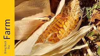 How to Harvest Corn Seed