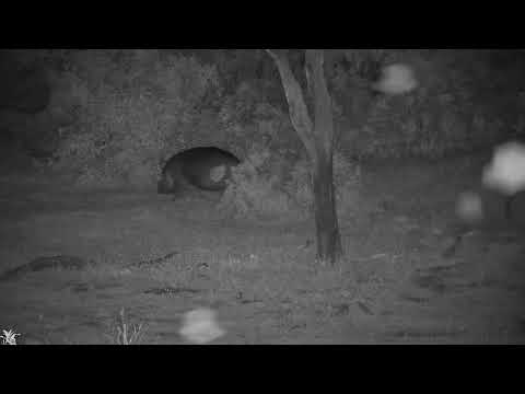 Djuma: One Hippo leaving the dam - 20:16 - 12/20/21