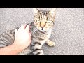 The Cat Meow Or Crying