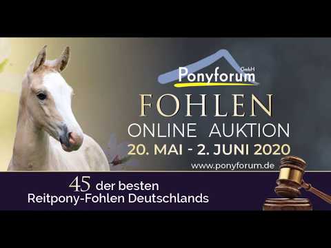 MYSTIC DREAMBOY HF v. Heitholms Mr. Mystic - FS Don't Worry