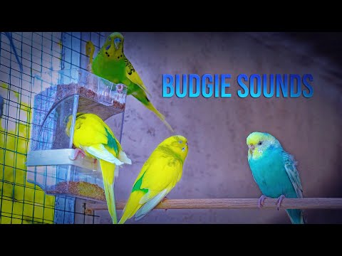 Calm Budgie Sounds in the Evening
