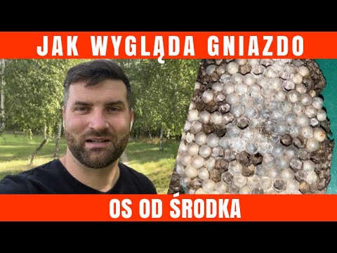 WASP AND HORNET NEST -pest control -WASP -HORNET