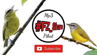 Download lagu Mp3 Pikat Burung Cikrak Daun Bambu mp3