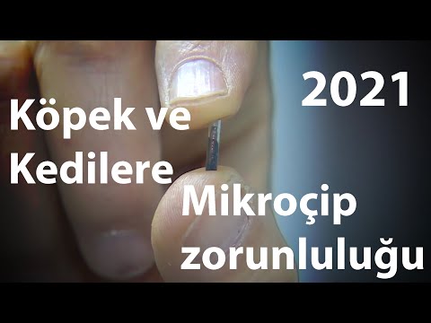 Mikroçip Röportajı