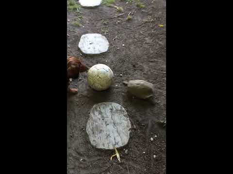 Dachshund and Tortoise Play Soccer Together