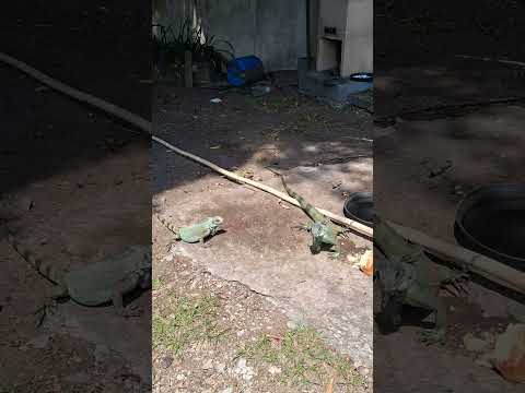 As Iguanas em Araguacema 25