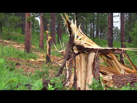 07-06-2020 Sundance, WY - Tornadic Storm Snaps Trees Large Hail Structure