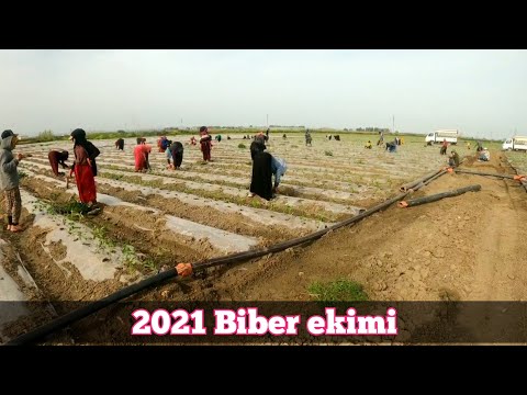 , title : '2021 AÇIK TARLA BİBER EKİMİ VE DENEMELİK ÇEŞİTLER'