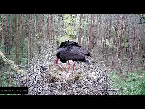 Bociany czarne online 2022 - klucie czwartego pisklaka 22.05.2022 g.8:21