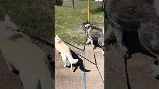 #goodvibes #walk #itsahuskything #nature #huskylife