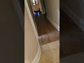 My Dog Humping