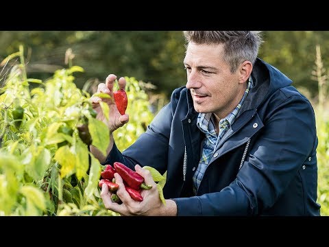 Piment d'Espelette: Ivo Adam auf den Spuren baskischer Chilis | FOOBY