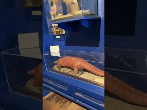 Townley hall Burnley inside tour #britishheritage