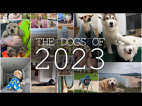 The Dogs of 2023
