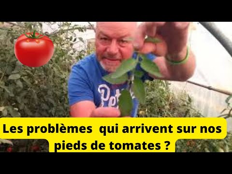 , title : 'Maladies des tomates :  feuilles qui jaunissent ( vert clair  et marron ) ; c est quoi ?'