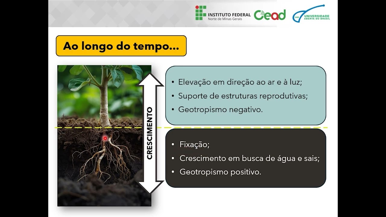 Aula 02   Morfologia e taxonomia de espermatófitas