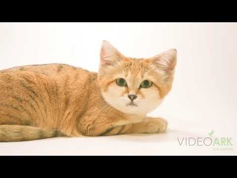 A female sand cat (Felis margarita harrisoni) named Najma at the North Carolina Zoo.