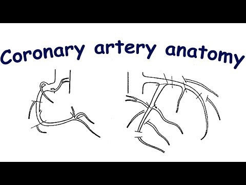 Coronary angiography. Lesson 1: coronary artery anatomy