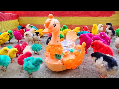Laughable Murgi Baby Chicks Vs Walking Duck Toys Hen Gallina Videos