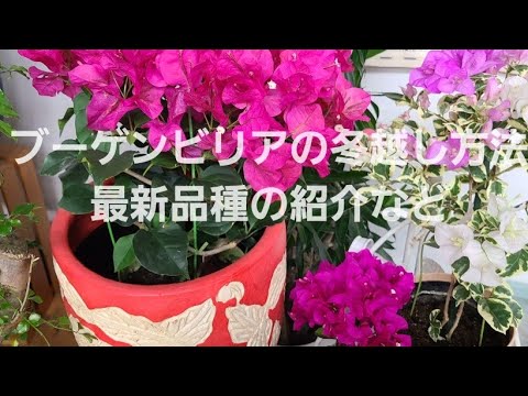 ブーゲンビリアを冬に越冬させる方法 霜を防ぐコツ
