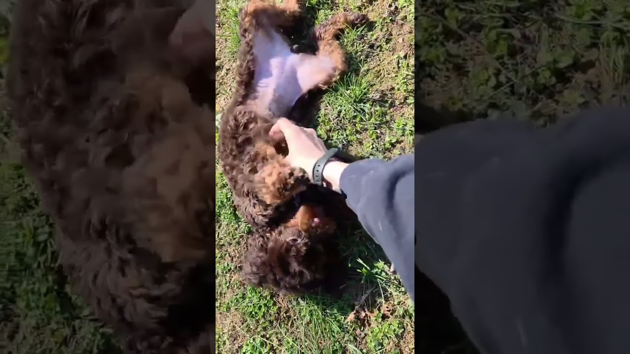 Enlarge Miley , an adopted Poodle (Toy) in Greensburg, PA video 6/6