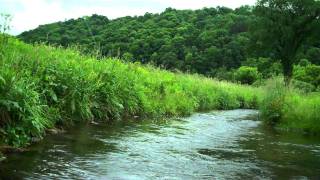 preview picture of video 'Fly fishing on a Wisconsin spring creek in the Driftless Area-Brown Trout'
