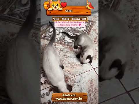 Vídeo de Cissa