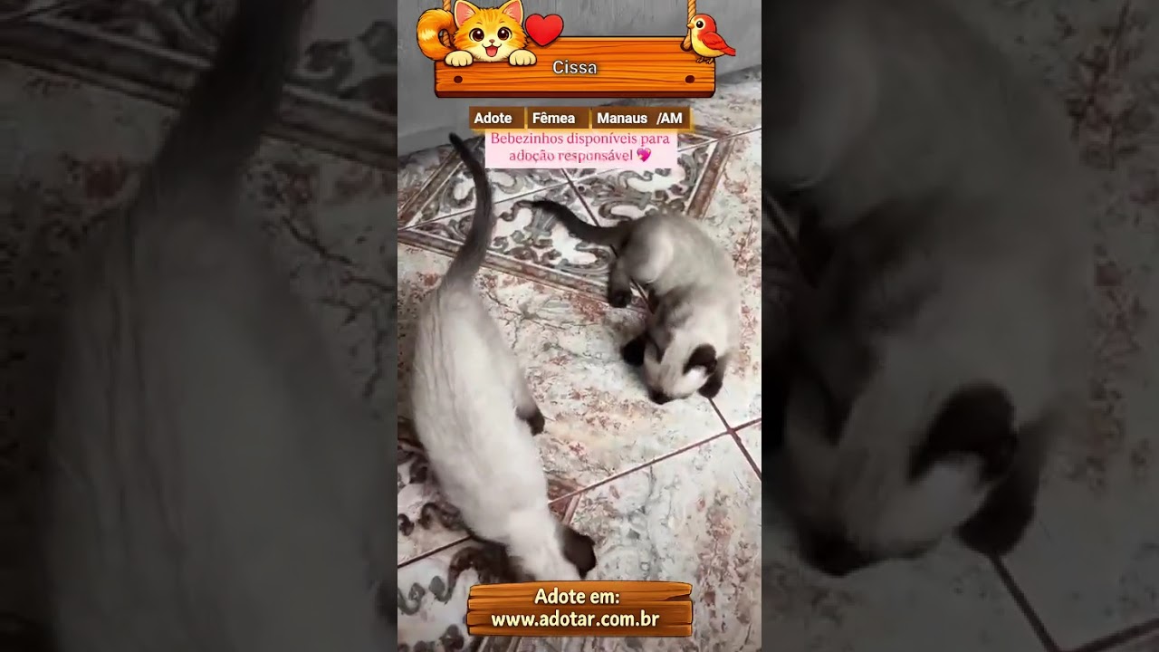 Gato raça Siamês idade 2 a 6 meses nome Cissa