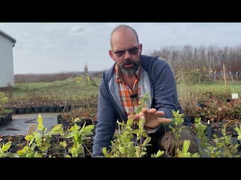 Csodakertész - Mézbogyó