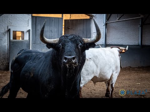 SORTEO | Toros Victoriano del Río, 5 octubre