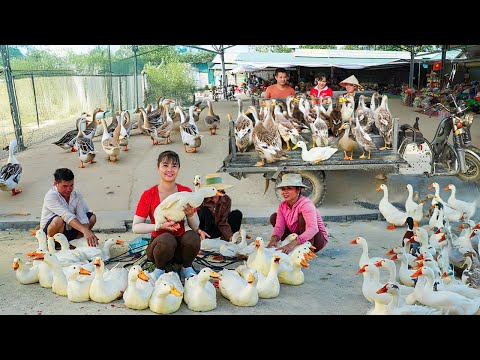 Rewind Timelapse: Harvest 300+ Ducks, Use 3-Wheeled Truck Go to Market Sell | Phương Farm TV