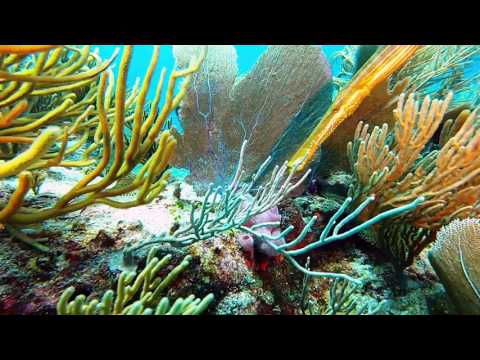 Barracuda Reef, Scuba Diving, Playa Del Carmen, Mexico
