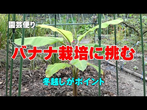 バナナの木を霜から守る方法 剪定鋏 わら金網 黄麻布ラップ