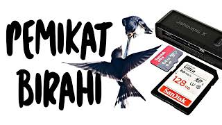 Download lagu Suara Walet Pemikat Birahi Original, เสียงต้นฉบับ - Swallow's mp3