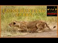 Lions Hunting Zebras Wild Extracts Nairobi National Park