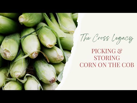 🌽 Picking and Storing Corn on the Cob