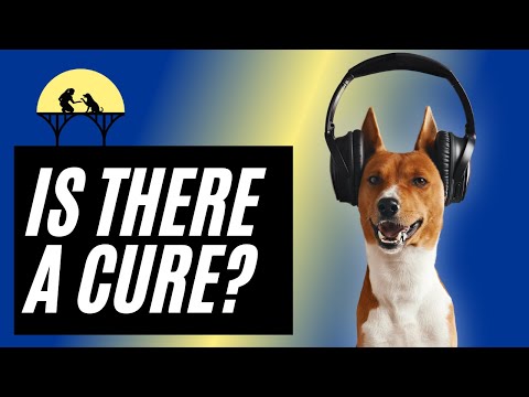 Dog Noise Phobia: How to Treat a Dog’s Noise Sensitivity