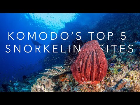 KOMODO'S TOP 5 SNORKELING SITES