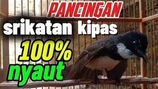 Download lagu SIKATAN KIPAS BAHAN DIJAMIN LANGSUNG NYAUT ❗,BUKTIKAN ❗❗#sikatan #sikatankipas mp3