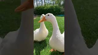 Download lagu Suara bebek lucu bikin ketawa ngakak 🦆🤣 #suara #bebek #lucu #shorts #funny #viral #animal #fyp mp3