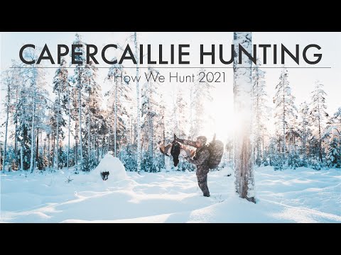 CAPERCAILLIE HUNTING IN SWEDEN (TOPPJAKT) - HOW WE HUNT