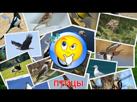 Птицы. Учим Птиц. Малыш учит. Играем вместе. Игрушки и игры с детьми.