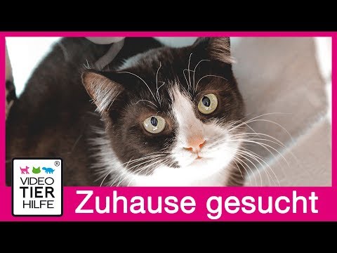 Katze Fabiola ist auf der Suche nach einem neuen Zuhause.