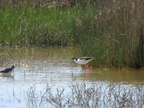 RISERVA NATURALE DI MACCHIATONDA - 26/03/2016