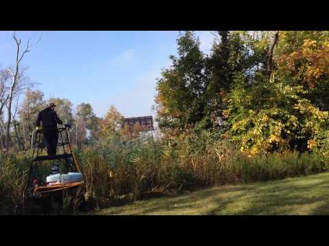 Cattail / Phragmites Removal