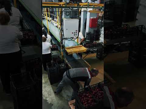 Սպայկա | Դեղձի, Նեկտարինի մթերում