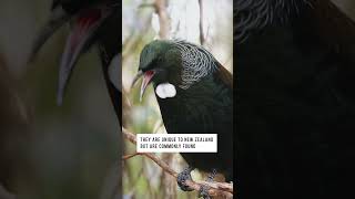 Tui has incredible vocal capabilities #bird #wildlife